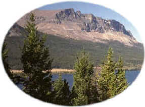 Forest8.jpg (107667 bytes)