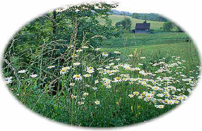 daisey.jpg (26023 bytes)